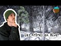 Les arbres en hiver