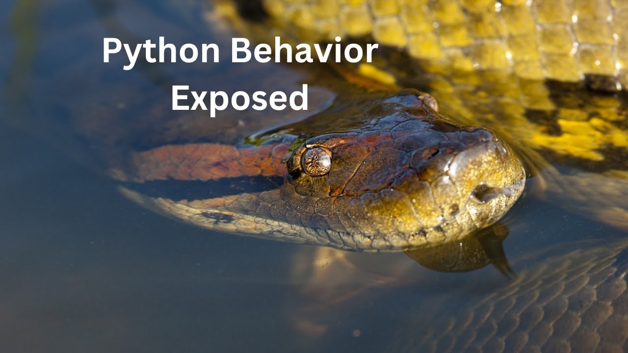 Python Behavior Exposed: Unbelievable Facts Revealed #phython # ...