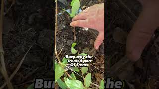 Honeysuckle Propagation that WORKS! (Part 1) ~Beautiful fast growing seclusion~ Wealth