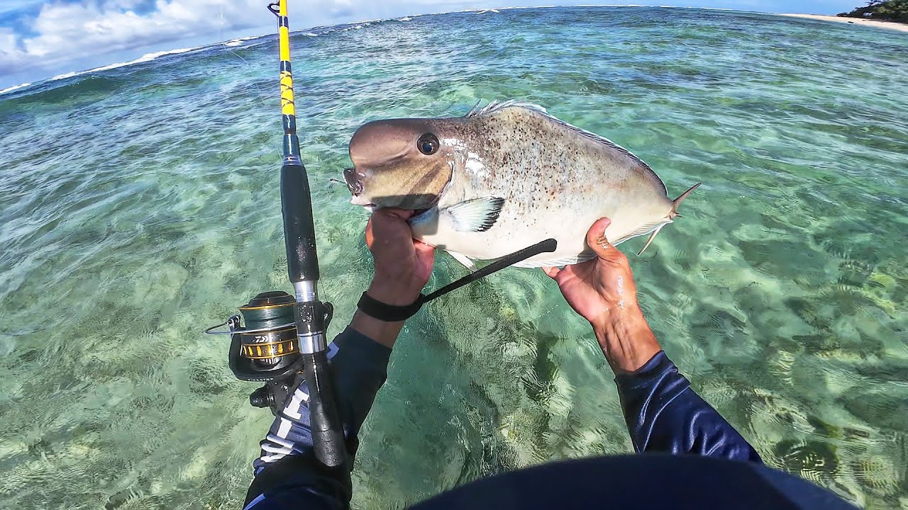 Season na Naman Ng Sea Weeds Teknik!!