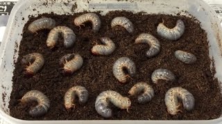 【昆虫飼育】80mmUPを目指す国産カブトのマット交換