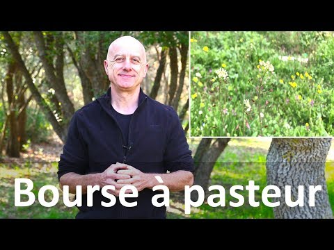 Vidéo: Informations sur la plante de la bourse-à-pasteur : en savoir plus sur le contrôle de la bourse-à-pasteur dans les jardins