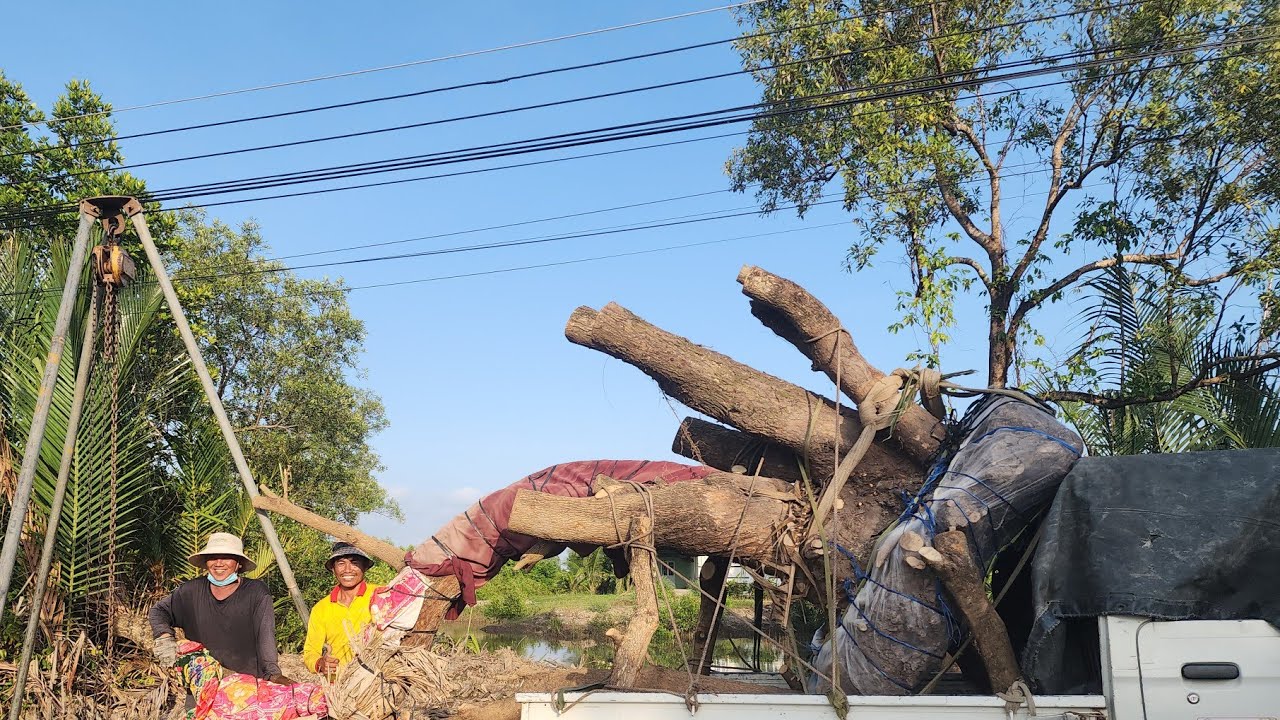 Bứng cây me siêu phẩm #Bonsai7nghĩa #Yeubonsai #