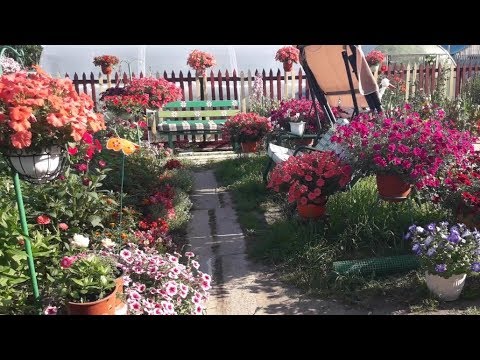 Мои цветники в конце июля.