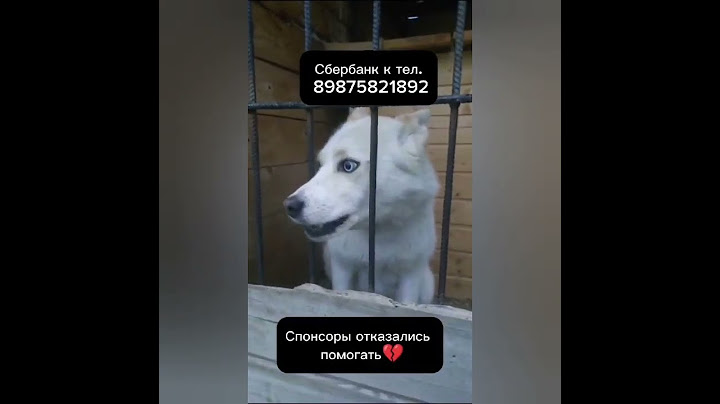 Еды Нет. Собаки Голодают😢