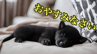 【子犬と眠れる音楽】今夜は黒柴の子犬と一緒に眠ろう💤 🐶Sleep music with puppies @sleepingdogs2123 by 今夜も子犬と眠ろう 80 views 1 month ago 27 minutes