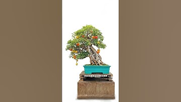 Cây Lựu Bonsai - Cây Bonsai Có Trái đẹp.  #bonsai #caycanhnghethuat #trienlambonsai
