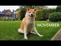 AKITA INU - November Story | 秋田犬