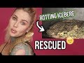 I Rescued a Bearded Dragon! | KristenLeannimal