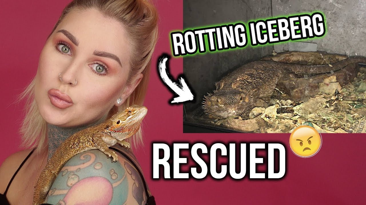 I Rescued a Bearded Dragon! | KristenLeannimal