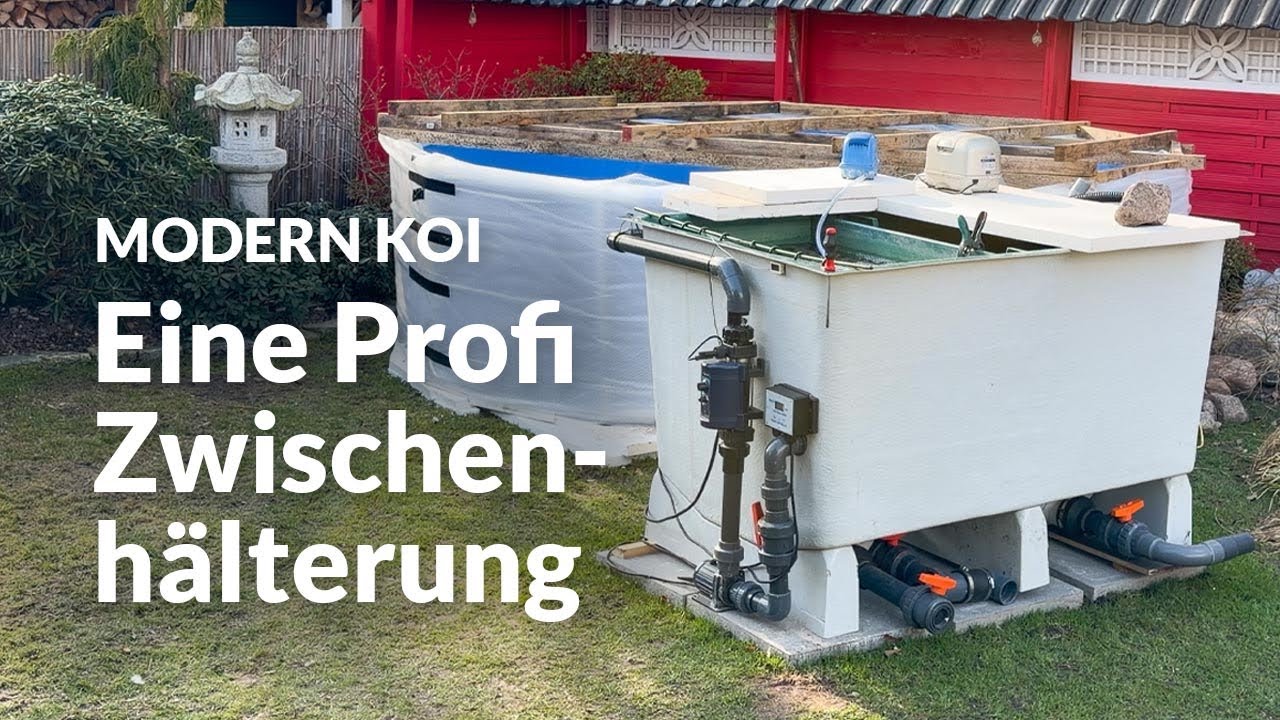 Mit Koi Zossen: Michaels Zwischenhälterung für seine Koi | Modern Koi Blog #8009