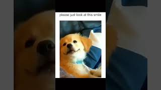 #funny #dogs #pet #dogscats#dogshorts #dog#doglover#doglife