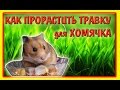 DIY - КАК ВЫРАСТИТЬ ТРАВКУ ДЛЯ ХОМЯЧКА | ХОМЯЧОК | How to grow grass hamster