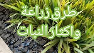 طريقه اكثار نبات الدراسينا سانتروزا   الداخليه   بالعقل والطرفيهDracaena deremensis