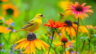 Bird Chirping - Bird Sounds Relaxation with Calming Music, Instant Relief from Stress and Anxiety #4