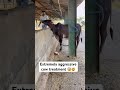 Accidental case deep cut in shoulder region #saveanimals #animals #cow #animalrescue #explorepage
