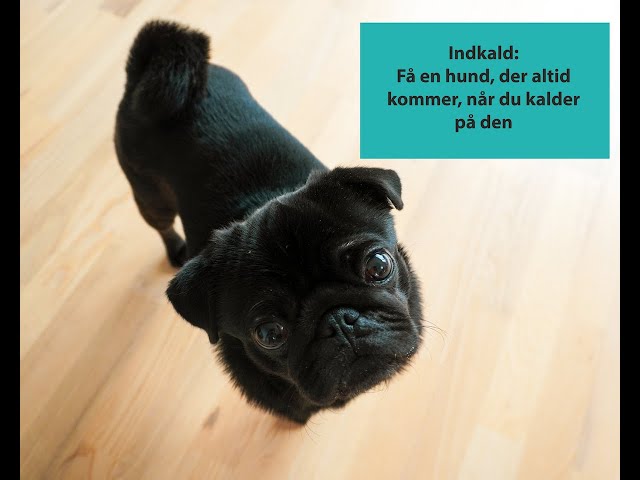 Indkald: Få en hund, altid kommer, når du kalder - YouTube