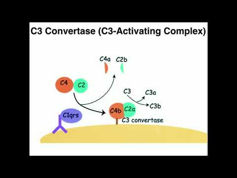Classical Pathway of