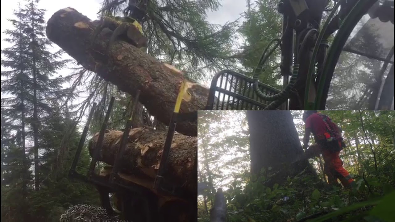 🌲Lumberjack Austria Big Tree Cutting & John Deere 810E🌲 YouTube