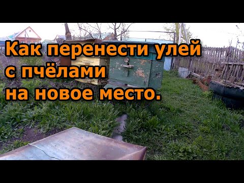 Как перенести улей с пчёлами на новое место.