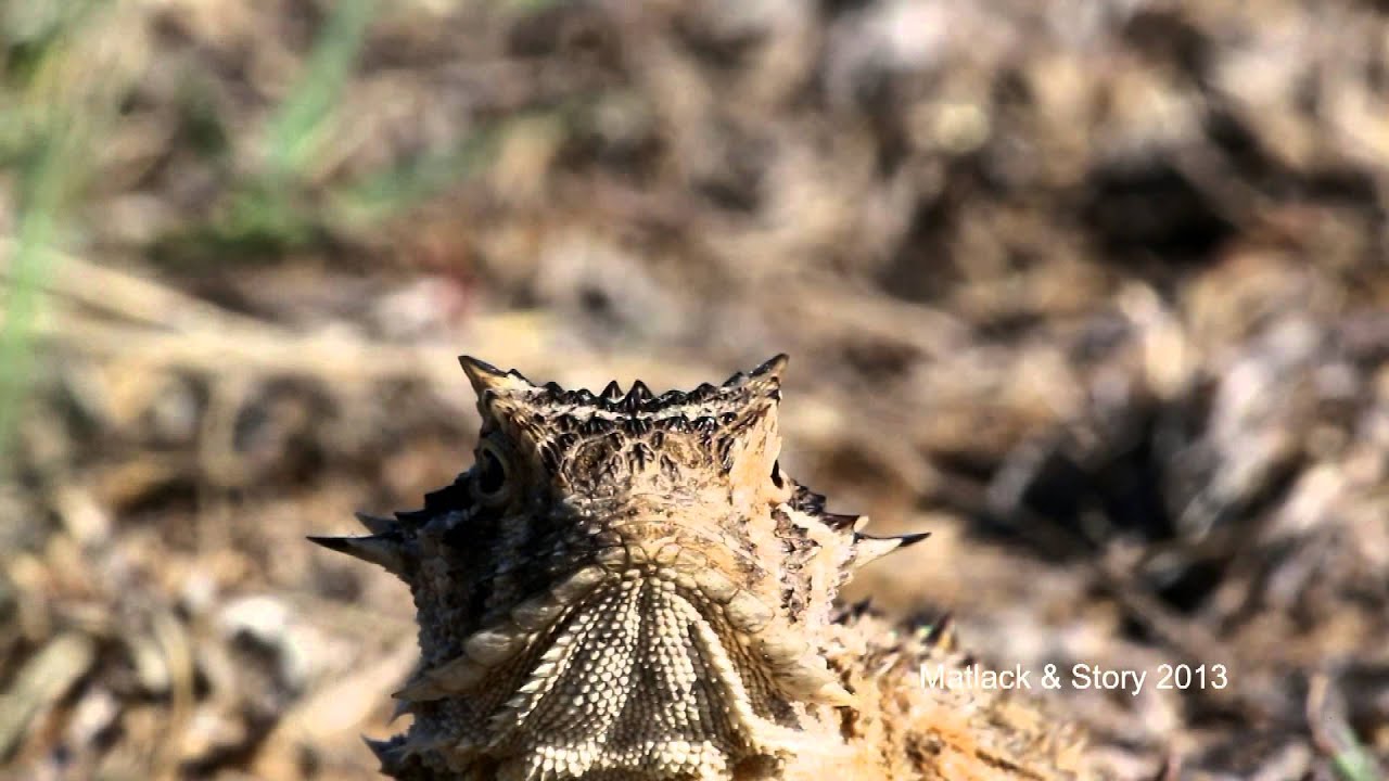 Texas WIld: The Texas State Reptile - YouTube