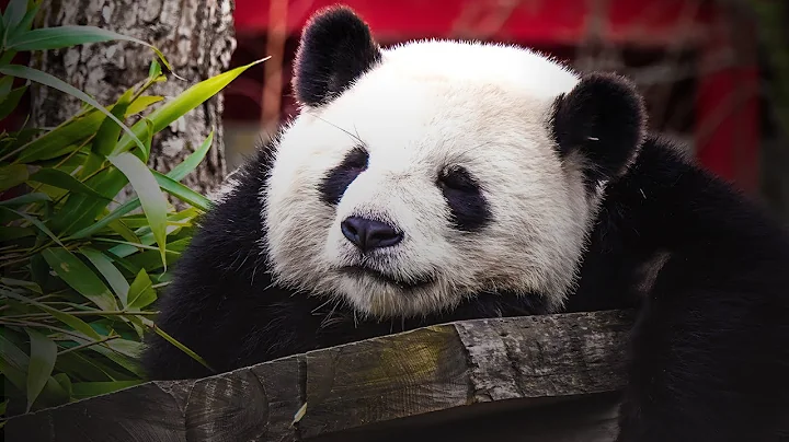 Why Pandas Are Impressively Bad at Existing (Secret Panda Survival Strategy)