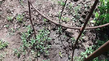 Урааа! Эксперимент по зимовке пассифлоры удался!