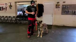 Teach ANY DOG to DOWN the OLD-SCHOOL method | Shield K9 Clips
