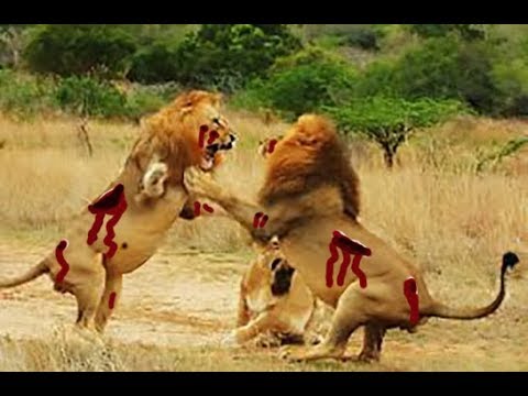 Lion vs Lion : Brutal killing- nat geo wild animals-Discovery documentary