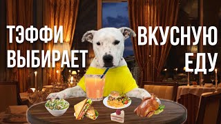 САМАЯ ЛЮБИМАЯ ЕДА СОБАКИ ИЗ ПРИЮТА | ЧТО КУШАЕТ СТАФФОРД ТЭФФИ | DOG'S FAVORITE FOOD