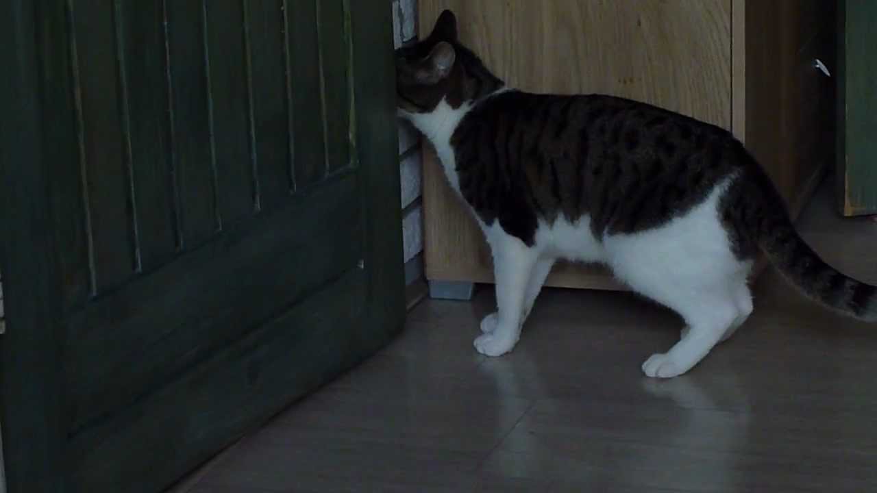 Cat Opens a Door w/ a Reversed Door Handle YouTube