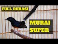 Ampuh Pancingan Suara Murai Super Untuk Melatih Murai Yang Macet Agar Bisa Gacor Dan Nembak Mp3 - Mp4 Download