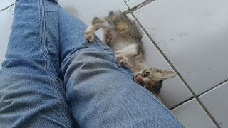 A spoiled kitten to its owner by Kucing Desa 193 views 1 year ago 4 minutes, 52 seconds