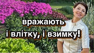 картинка: Багаторічники в ландшафті. Ґрунтопокривні рослини для саду.