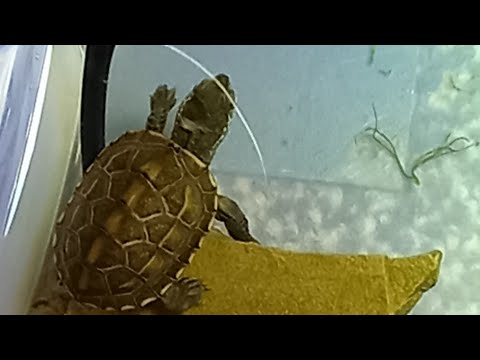 Video: Kolm-Toed Box-kilpkonn