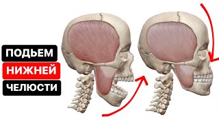 Как происходит поднятие нижней челюсти (движение нижней челюсти вверх) в ВНЧС в 3D