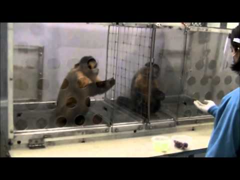 تجربة علمية قام بها عالم اجتماع هولندي على قردة