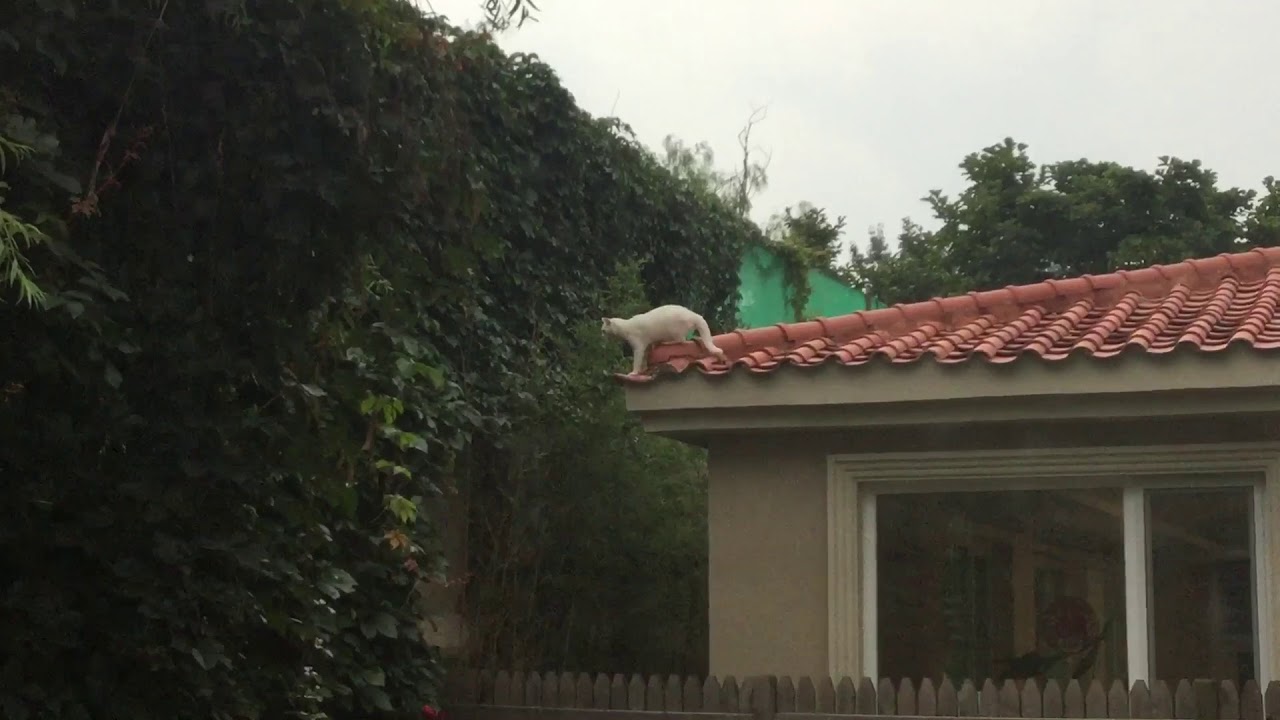 Cat jumps off roof YouTube