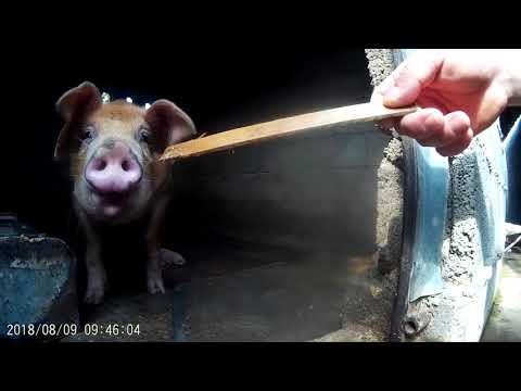 ჩემი გულისთქმა ღორის კვებასთან დაკავშირებით