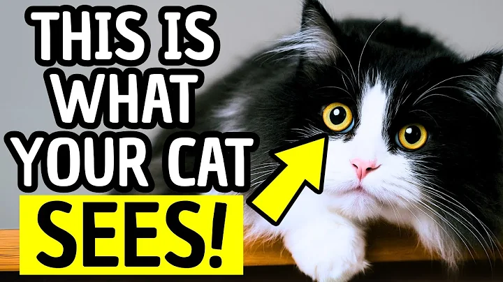 How Cats See Humans – Jaw-Dropping Secrets Every Pet Parent Must Know