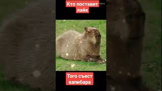 Хз что писать