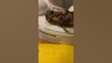 Baby Ducklings hatching #duckling #hatching #babyducks #farmanimals