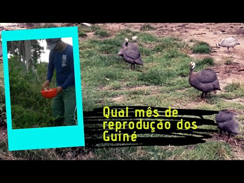 Vídeo: O que eles fertilizam as uvas na primavera para aumentar o rendimento?