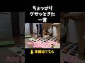 ちょっぴりグサッときた一言【会話ボタンでしゃべる犬】 #shorts #犬