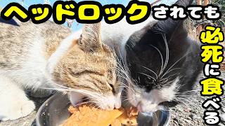 メス猫がオス猫をヘッドロック それでも死に物狂いで食べ続ける猫 さくらねこへのエサやり【視聴だけでも猫を助けることになります】支援者様 視聴者様 猫たちに神のご加護を!野良猫の感動猫動画