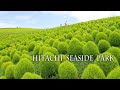 Hitachi Seaside Park 2022 mid-summer.真夏のひたち海浜公園　#八重ひまわり