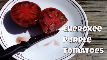 Jak chutná rajče Cherokee Purple?