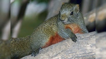 tiếng sóc bụng đỏ kêu, gọi đực mùa sinh sản thích hợp cho ae thợ săn. Red bellied squirrel cry