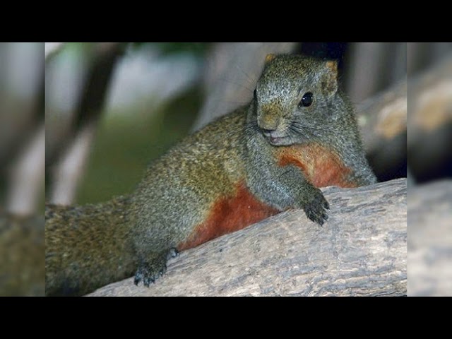 tiếng sóc bụng đỏ kêu, gọi đực mùa sinh sản thích hợp cho ae thợ săn. Red bellied squirrel cry class=