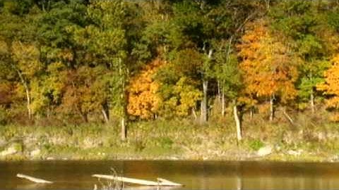 FOREST FUN FACTS QUIZ
